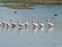 Tage Rundreise Namibia – Die Erlebnistour mit  Kalahari – Fish River-Canyon – Lüderitz – Namib – Swakopmund – Erongo Gebirge – Etosha Nationalpark – Windhoek (697)