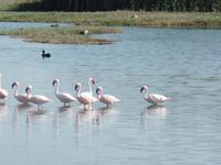 Tage Rundreise Namibia – Die Erlebnistour mit  Kalahari – Fish River-Canyon – Lüderitz – Namib – Swakopmund – Erongo Gebirge – Etosha Nationalpark – Windhoek (698)