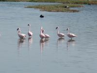 Tage Rundreise Namibia – Die Erlebnistour mit  Kalahari – Fish River-Canyon – Lüderitz – Namib – Swakopmund – Erongo Gebirge – Etosha Nationalpark – Windhoek (699)