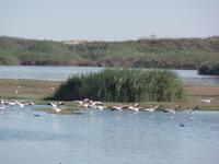 Tage Rundreise Namibia – Die Erlebnistour mit  Kalahari – Fish River-Canyon – Lüderitz – Namib – Swakopmund – Erongo Gebirge – Etosha Nationalpark – Windhoek (701)