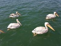 Tage Rundreise Namibia – Die Erlebnistour mit  Kalahari – Fish River-Canyon – Lüderitz – Namib – Swakopmund – Erongo Gebirge – Etosha Nationalpark – Windhoek (768)