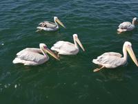 Tage Rundreise Namibia – Die Erlebnistour mit  Kalahari – Fish River-Canyon – Lüderitz – Namib – Swakopmund – Erongo Gebirge – Etosha Nationalpark – Windhoek (770)