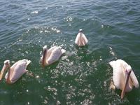 Tage Rundreise Namibia – Die Erlebnistour mit  Kalahari – Fish River-Canyon – Lüderitz – Namib – Swakopmund – Erongo Gebirge – Etosha Nationalpark – Windhoek (775)