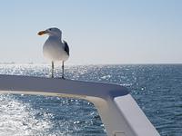 Tage Rundreise Namibia – Die Erlebnistour mit  Kalahari – Fish River-Canyon – Lüderitz – Namib – Swakopmund – Erongo Gebirge – Etosha Nationalpark – Windhoek (790)