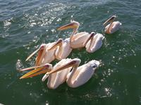 Tage Rundreise Namibia – Die Erlebnistour mit  Kalahari – Fish River-Canyon – Lüderitz – Namib – Swakopmund – Erongo Gebirge – Etosha Nationalpark – Windhoek (791)