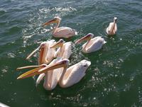 Tage Rundreise Namibia – Die Erlebnistour mit  Kalahari – Fish River-Canyon – Lüderitz – Namib – Swakopmund – Erongo Gebirge – Etosha Nationalpark – Windhoek (792)