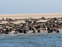 Tage Rundreise Namibia – Die Erlebnistour mit  Kalahari – Fish River-Canyon – Lüderitz – Namib – Swakopmund – Erongo Gebirge – Etosha Nationalpark – Windhoek (796)