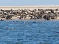 Tage Rundreise Namibia – Die Erlebnistour mit  Kalahari – Fish River-Canyon – Lüderitz – Namib – Swakopmund – Erongo Gebirge – Etosha Nationalpark – Windhoek (801)