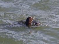 Tage Rundreise Namibia – Die Erlebnistour mit  Kalahari – Fish River-Canyon – Lüderitz – Namib – Swakopmund – Erongo Gebirge – Etosha Nationalpark – Windhoek (802)