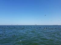 Tage Rundreise Namibia – Die Erlebnistour mit  Kalahari – Fish River-Canyon – Lüderitz – Namib – Swakopmund – Erongo Gebirge – Etosha Nationalpark – Windhoek (806)