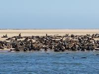 Tage Rundreise Namibia – Die Erlebnistour mit  Kalahari – Fish River-Canyon – Lüderitz – Namib – Swakopmund – Erongo Gebirge – Etosha Nationalpark – Windhoek (809)