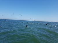 Tage Rundreise Namibia – Die Erlebnistour mit  Kalahari – Fish River-Canyon – Lüderitz – Namib – Swakopmund – Erongo Gebirge – Etosha Nationalpark – Windhoek (820)