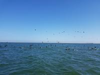 Tage Rundreise Namibia – Die Erlebnistour mit  Kalahari – Fish River-Canyon – Lüderitz – Namib – Swakopmund – Erongo Gebirge – Etosha Nationalpark – Windhoek (822)