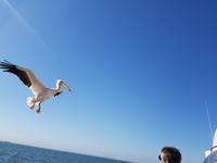 Tage Rundreise Namibia – Die Erlebnistour mit  Kalahari – Fish River-Canyon – Lüderitz – Namib – Swakopmund – Erongo Gebirge – Etosha Nationalpark – Windhoek (823)