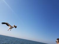 Tage Rundreise Namibia – Die Erlebnistour mit  Kalahari – Fish River-Canyon – Lüderitz – Namib – Swakopmund – Erongo Gebirge – Etosha Nationalpark – Windhoek (824)