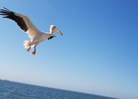 Tage Rundreise Namibia – Die Erlebnistour mit  Kalahari – Fish River-Canyon – Lüderitz – Namib – Swakopmund – Erongo Gebirge – Etosha Nationalpark – Windhoek (828)