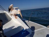 Tage Rundreise Namibia – Die Erlebnistour mit  Kalahari – Fish River-Canyon – Lüderitz – Namib – Swakopmund – Erongo Gebirge – Etosha Nationalpark – Windhoek (865)