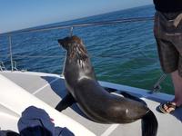 Tage Rundreise Namibia – Die Erlebnistour mit  Kalahari – Fish River-Canyon – Lüderitz – Namib – Swakopmund – Erongo Gebirge – Etosha Nationalpark – Windhoek (876)