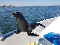 Tage Rundreise Namibia – Die Erlebnistour mit  Kalahari – Fish River-Canyon – Lüderitz – Namib – Swakopmund – Erongo Gebirge – Etosha Nationalpark – Windhoek (895)