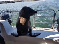 Tage Rundreise Namibia – Die Erlebnistour mit  Kalahari – Fish River-Canyon – Lüderitz – Namib – Swakopmund – Erongo Gebirge – Etosha Nationalpark – Windhoek (898)