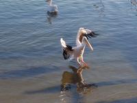 Tage Rundreise Namibia – Die Erlebnistour mit  Kalahari – Fish River-Canyon – Lüderitz – Namib – Swakopmund – Erongo Gebirge – Etosha Nationalpark – Windhoek (907)