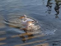 Tage Rundreise Namibia – Die Erlebnistour mit  Kalahari – Fish River-Canyon – Lüderitz – Namib – Swakopmund – Erongo Gebirge – Etosha Nationalpark – Windhoek (908)