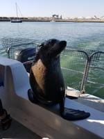 Tage Rundreise Namibia – Die Erlebnistour mit  Kalahari – Fish River-Canyon – Lüderitz – Namib – Swakopmund – Erongo Gebirge – Etosha Nationalpark – Windhoek (909)