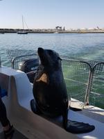 Tage Rundreise Namibia – Die Erlebnistour mit  Kalahari – Fish River-Canyon – Lüderitz – Namib – Swakopmund – Erongo Gebirge – Etosha Nationalpark – Windhoek (910)