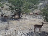 Tage Rundreise Namibia – Die Erlebnistour mit  Kalahari – Fish River-Canyon – Lüderitz – Namib – Swakopmund – Erongo Gebirge – Etosha Nationalpark – Windhoek (996)