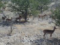 Tage Rundreise Namibia – Die Erlebnistour mit  Kalahari – Fish River-Canyon – Lüderitz – Namib – Swakopmund – Erongo Gebirge – Etosha Nationalpark – Windhoek (997)