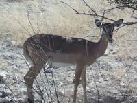 Tage Rundreise Namibia – Die Erlebnistour mit  Kalahari – Fish River-Canyon – Lüderitz – Namib – Swakopmund – Erongo Gebirge – Etosha Nationalpark – Windhoek (998)