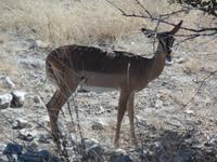 Tage Rundreise Namibia – Die Erlebnistour mit  Kalahari – Fish River-Canyon – Lüderitz – Namib – Swakopmund – Erongo Gebirge – Etosha Nationalpark – Windhoek (999)