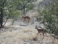 Tage Rundreise Namibia – Die Erlebnistour mit  Kalahari – Fish River-Canyon – Lüderitz – Namib – Swakopmund – Erongo Gebirge – Etosha Nationalpark – Windhoek (1000)