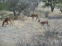 Tage Rundreise Namibia – Die Erlebnistour mit  Kalahari – Fish River-Canyon – Lüderitz – Namib – Swakopmund – Erongo Gebirge – Etosha Nationalpark – Windhoek (1001)