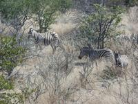 Tage Rundreise Namibia – Die Erlebnistour mit  Kalahari – Fish River-Canyon – Lüderitz – Namib – Swakopmund – Erongo Gebirge – Etosha Nationalpark – Windhoek (1003)