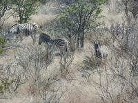 Tage Rundreise Namibia – Die Erlebnistour mit  Kalahari – Fish River-Canyon – Lüderitz – Namib – Swakopmund – Erongo Gebirge – Etosha Nationalpark – Windhoek (1004)