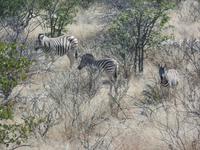 Tage Rundreise Namibia – Die Erlebnistour mit  Kalahari – Fish River-Canyon – Lüderitz – Namib – Swakopmund – Erongo Gebirge – Etosha Nationalpark – Windhoek (1005)