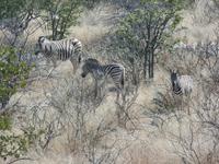 Tage Rundreise Namibia – Die Erlebnistour mit  Kalahari – Fish River-Canyon – Lüderitz – Namib – Swakopmund – Erongo Gebirge – Etosha Nationalpark – Windhoek (1006)