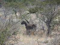 Tage Rundreise Namibia – Die Erlebnistour mit  Kalahari – Fish River-Canyon – Lüderitz – Namib – Swakopmund – Erongo Gebirge – Etosha Nationalpark – Windhoek (1007)
