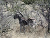 Tage Rundreise Namibia – Die Erlebnistour mit  Kalahari – Fish River-Canyon – Lüderitz – Namib – Swakopmund – Erongo Gebirge – Etosha Nationalpark – Windhoek (1008)