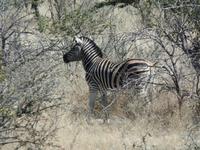 Tage Rundreise Namibia – Die Erlebnistour mit  Kalahari – Fish River-Canyon – Lüderitz – Namib – Swakopmund – Erongo Gebirge – Etosha Nationalpark – Windhoek (1009)