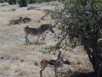 Tage Rundreise Namibia – Die Erlebnistour mit  Kalahari – Fish River-Canyon – Lüderitz – Namib – Swakopmund – Erongo Gebirge – Etosha Nationalpark – Windhoek (1010)