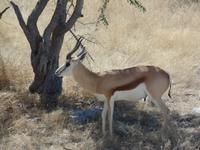 Tage Rundreise Namibia – Die Erlebnistour mit  Kalahari – Fish River-Canyon – Lüderitz – Namib – Swakopmund – Erongo Gebirge – Etosha Nationalpark – Windhoek (1011)