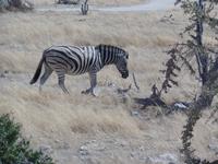 Tage Rundreise Namibia – Die Erlebnistour mit  Kalahari – Fish River-Canyon – Lüderitz – Namib – Swakopmund – Erongo Gebirge – Etosha Nationalpark – Windhoek (1012)