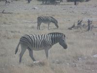 Tage Rundreise Namibia – Die Erlebnistour mit  Kalahari – Fish River-Canyon – Lüderitz – Namib – Swakopmund – Erongo Gebirge – Etosha Nationalpark – Windhoek (1013)