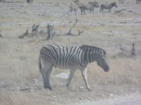 Tage Rundreise Namibia – Die Erlebnistour mit  Kalahari – Fish River-Canyon – Lüderitz – Namib – Swakopmund – Erongo Gebirge – Etosha Nationalpark – Windhoek (1014)