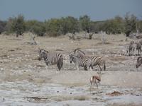 Tage Rundreise Namibia – Die Erlebnistour mit  Kalahari – Fish River-Canyon – Lüderitz – Namib – Swakopmund – Erongo Gebirge – Etosha Nationalpark – Windhoek (1015)
