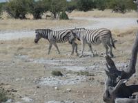 Tage Rundreise Namibia – Die Erlebnistour mit  Kalahari – Fish River-Canyon – Lüderitz – Namib – Swakopmund – Erongo Gebirge – Etosha Nationalpark – Windhoek (1016)