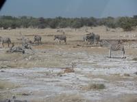 Tage Rundreise Namibia – Die Erlebnistour mit  Kalahari – Fish River-Canyon – Lüderitz – Namib – Swakopmund – Erongo Gebirge – Etosha Nationalpark – Windhoek (1017)