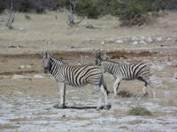 Tage Rundreise Namibia – Die Erlebnistour mit  Kalahari – Fish River-Canyon – Lüderitz – Namib – Swakopmund – Erongo Gebirge – Etosha Nationalpark – Windhoek (1018)